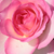 Belo - roza - Vrtnica čajevka - Tourmaline